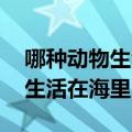 哪种动物生活在水里是真正的鱼类 哪种动物生活在海里