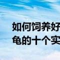 如何饲养好乌龟的100种好方法 关于养好乌龟的十个实用小知识