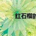 红石榴的功效与作用（红石榴介绍