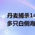 丹麦捕杀1400多只白侧海豚 丹麦捕杀1400多只白侧海豚