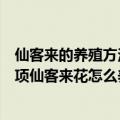 仙客来的养殖方法和注意事项（仙客来的养殖方法和注意事项仙客来花怎么养）