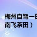 梅州自驾一日游攻略大全最新（梅州客天下雁南飞茶田）