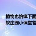 植物也怕痒下面哪种植物被称为痒痒树 2020年11月9日蚂蚁庄园小课堂答案