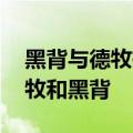 黑背与德牧有什么不同 几点细节教你区别德牧和黑背