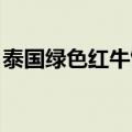 泰国绿色红牛饮料 泰国功能饮料好喝还不贵）