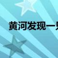 黄河发现一只老龟 黄河中打捞到带字巨龟