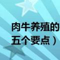 肉牛养殖的关键技术包括哪些 肉牛养殖技术五个要点）