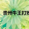 贵州牛王打败云南点头王 牛王争霸引万人）