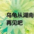 乌龟从湖南快递到东北冻成乌龟干 买家直呼再见吧