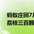 蚂蚁庄园7月24日答案 苏轼写荔枝名句日啖荔枝三百颗下半句是