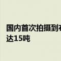 国内首次拍摄到布氏鲸水下影像 海底的“大可爱”们体重可达15吨