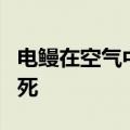 电鳗在空气中能电死人吗 4尺长电鳗几秒钟电死