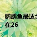 鹦鹉鱼最适合的水温是多少度（水温最好控制在26