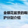 金银花盆景的栽培技术及养护（金银花盆景的栽培技术及养护分别介绍