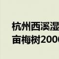 杭州西溪湿地梅花盛开迎新春 有梅林300多亩梅树20000多株