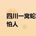 四川一窝蛇晒太阳成网红 专家：时间久了不怕人